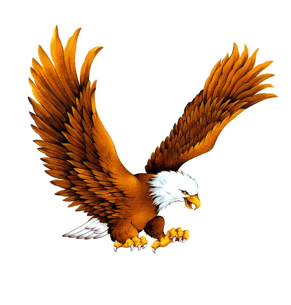 Aquila, — Foto Stock