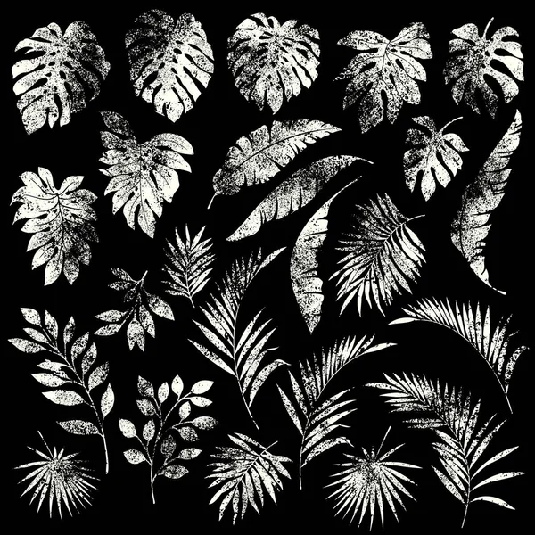 Illustration Material Samling Tropiska Växter — Stock vektor