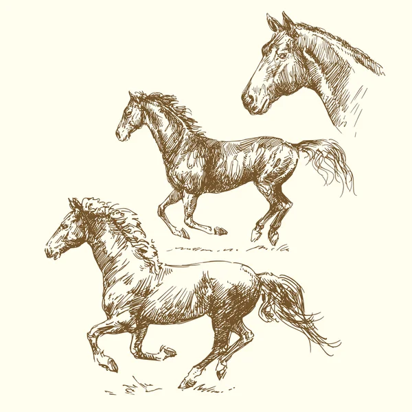 Caballos dibujados — Vector de stock