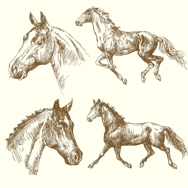 Caballos dibujados — Vector de stock