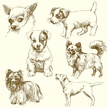 Köpekler kümesi