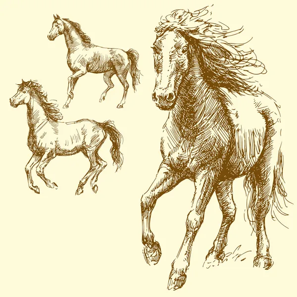 Caballos salvajes — Vector de stock