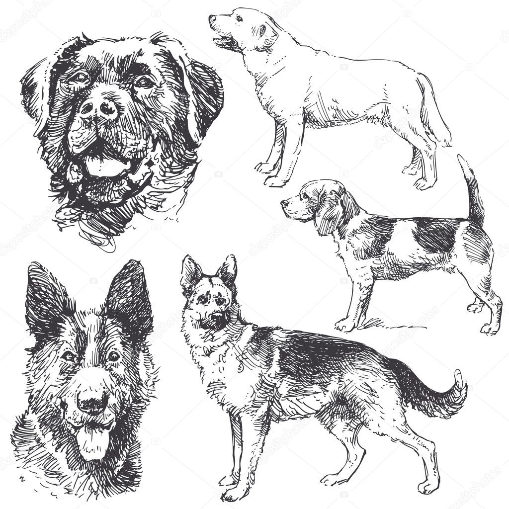 Dogs - hand drawn collection