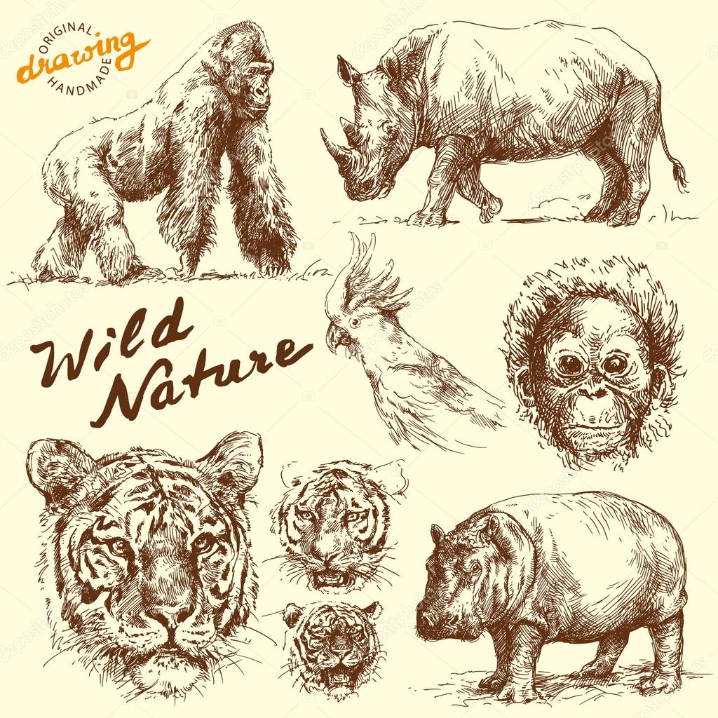 Hand drawn animals collection ⬇ Vector Image by © canicula | Vector Stock 14146092
