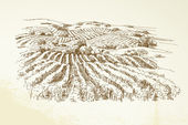 vinice krajina - ručně tažené ilustrace
