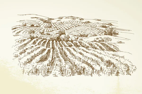 Weinberglandschaft - handgezeichnete Illustration — Stockvektor