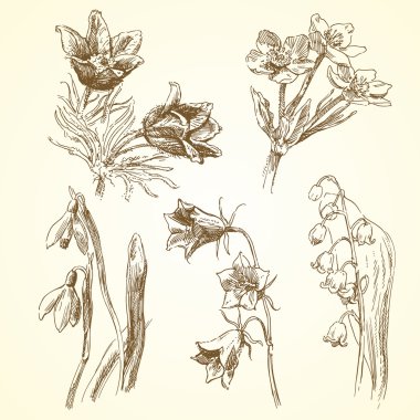 Flowers - hand drawn collection clipart