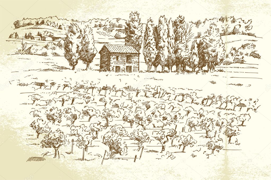 landscape, vineyard - hand drawn illustration