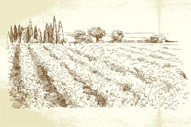 Hand drawn vineyard clipart