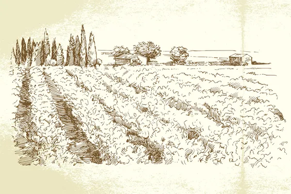 Vigneto disegnato a mano — Vettoriale Stock