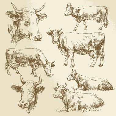 hand drawn cows