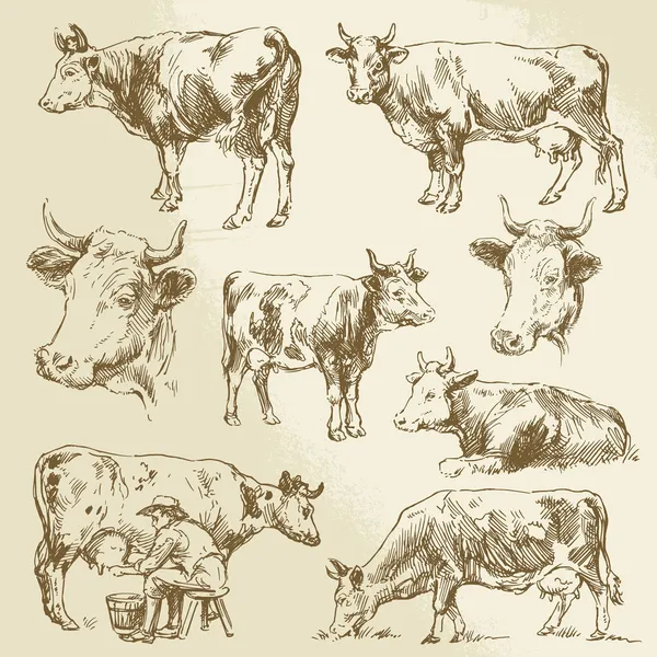 手描きの牛 — ストックベクタ