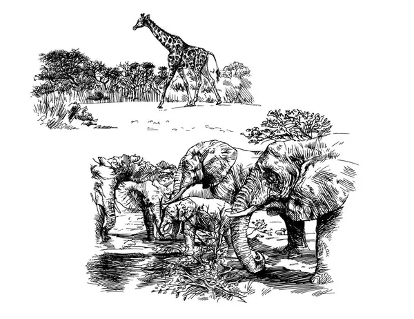 Animales Africanos Elefantes Dibujados Mano Jirafas — Archivo Imágenes Vectoriales