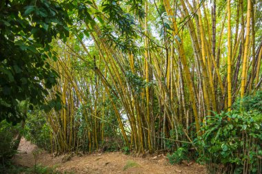 Praia do Pouso (Pouso Sahili) - Ilha Grande, Angra dos Reis, Brezilya