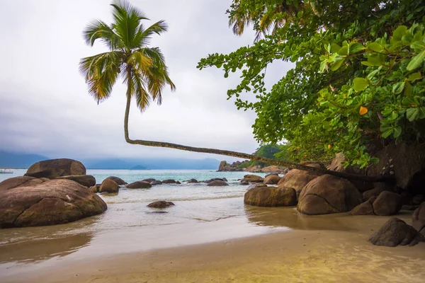 Praia do Aventureiro (Aventureiro Sahili), Ilha Grande, Angra dos Reis, Brezilya 'da ünlü bir hindistan cevizi ağacı manzarası