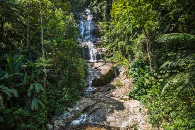 Floresta da Tijuca (Tijuca Ormanı) - Rio de Janeiro, Brezilya