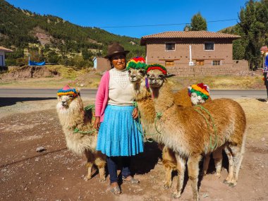Pisac, Peru, June 2016 - view of some llamas in a local maket at Pisac