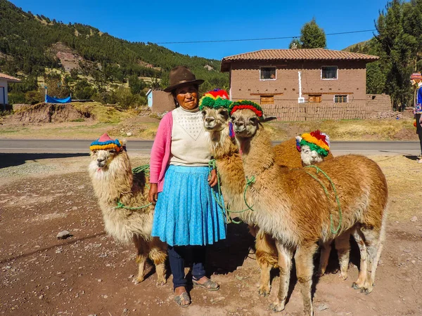 Pisac Peru June 2016 View Some Llamas Local Maket Pisac Imagen de stock