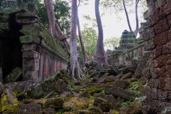 Prohm Siem Reap Cambodia One Many Famous Spots Temple Also — Fotografia de Stock