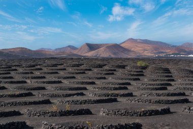 View of some vineyards at Lanzarote - Lanzarote, Canary Islands, Spain