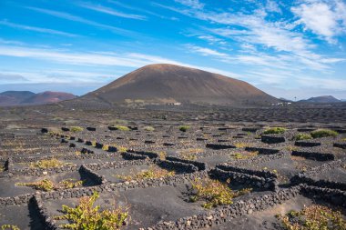 View of some vineyards at Lanzarote - Lanzarote, Canary Islands, Spain