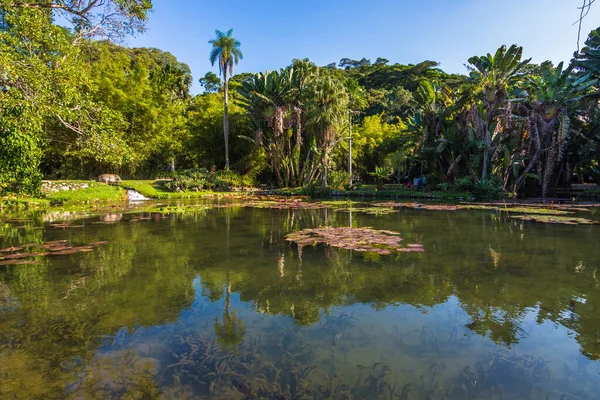 里约热内卢植物园湖中美丽的维多利亚地区植物景观 — 图库照片
