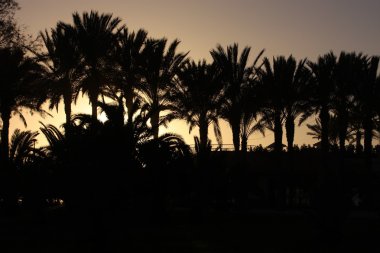 Gün batımında palmiye ağaçları