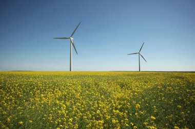 Rüzgar energie