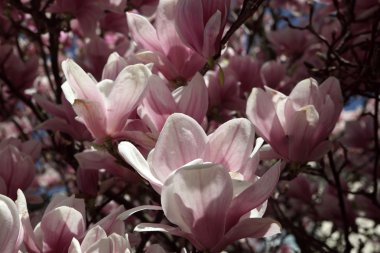 Manolya ağacı çiçek