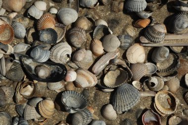 Beach - kabukları ile kum