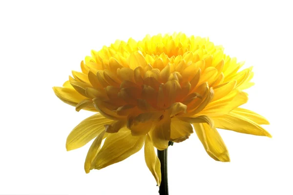 Una flor de crisantemo amarillo aislada sobre el fondo blanco . —  Fotos de Stock