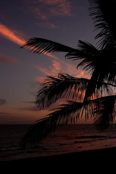 Palm trees at sunset — Stock Photo, Image