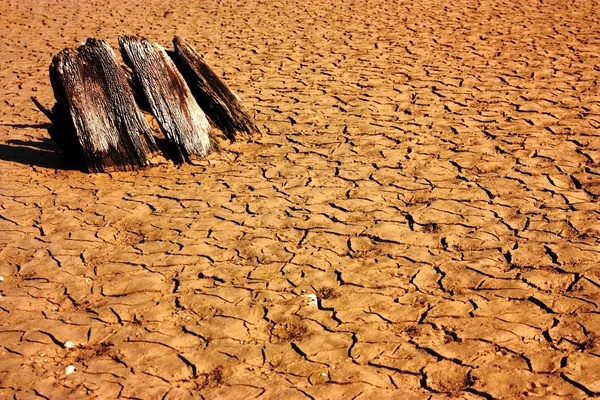 Trozo de madera seca en la tierra reseca —  Fotos de Stock