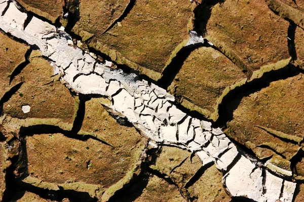 Lane on parched earth — Stock Photo, Image