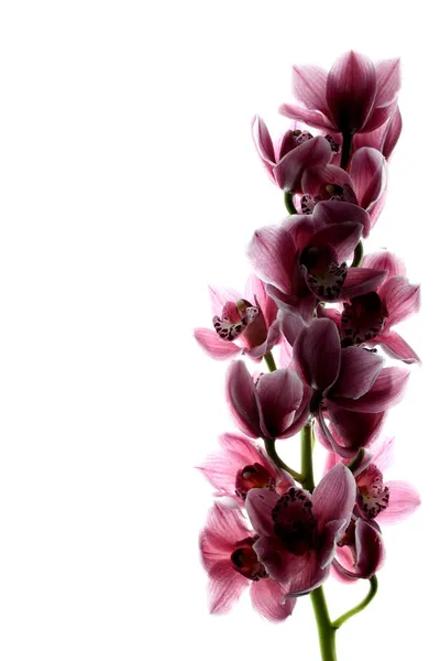 Branch orchid on white background — Stock Photo, Image