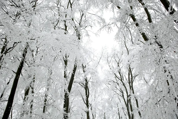 Топы деревьев в снегу — стоковое фото