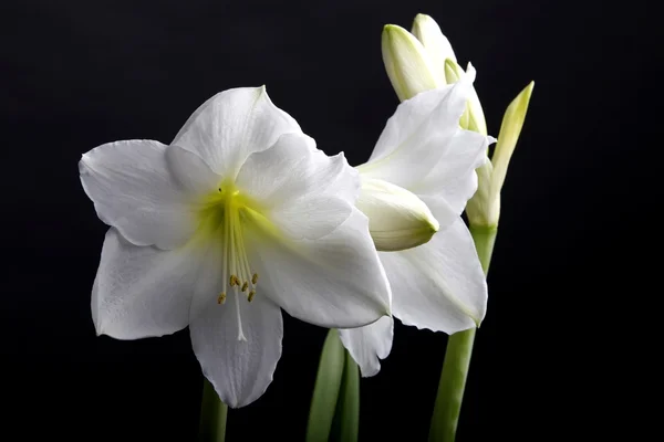 Amaryllis on a black background — Stock Photo, Image