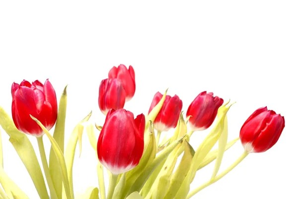 Red tulips on a white background — Stock Photo, Image