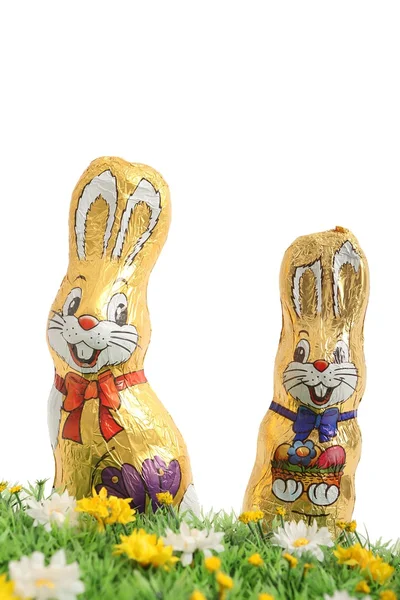 Two chocolate bunny on white background — Stock Photo, Image