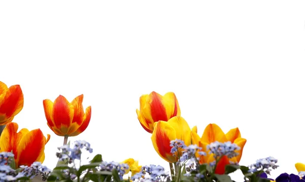 Rote Tulpen auf weißem Hintergrund — Stockfoto