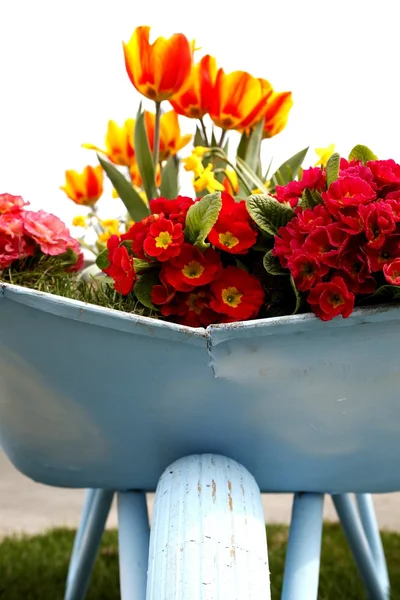 Tulips in the flower bed flower bed — Stock Photo, Image