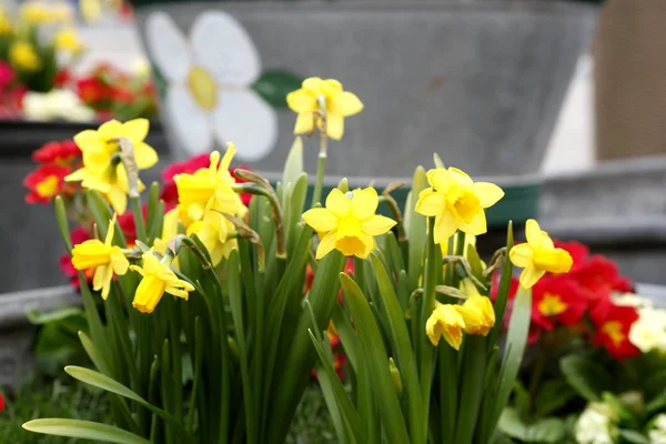 Daffodils on flower bed flower bed — Stock Photo, Image
