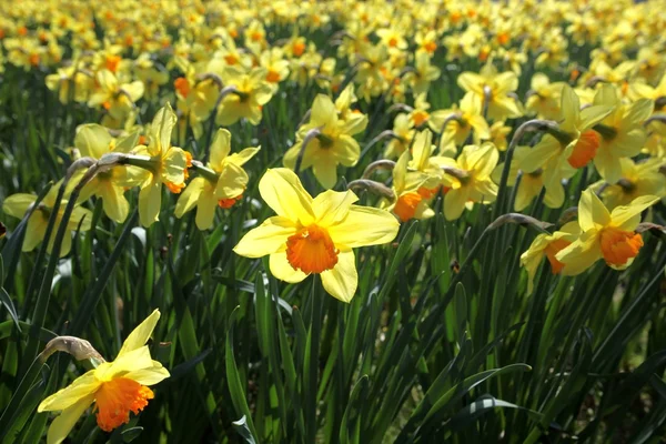 Utendørs bilde av gule påskeliljer i en fin, full blomsterseng – stockfoto