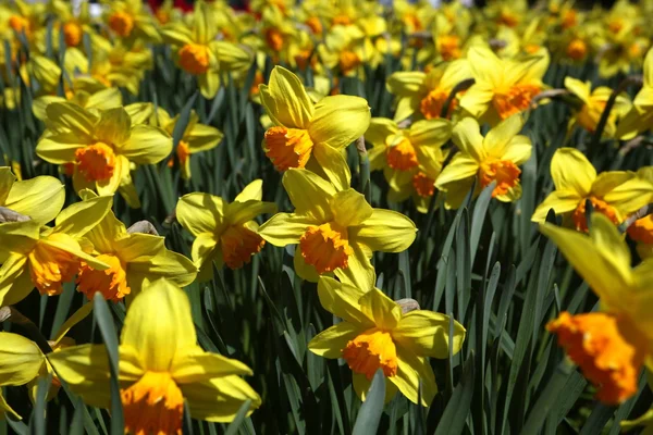 Tiro ao ar livre de narcisos amarelos em um canteiro bem cheio — Fotografia de Stock