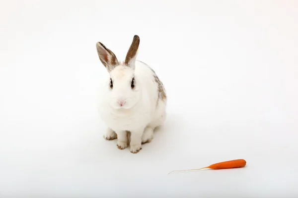 White rabbit and carrot — Stock Photo, Image