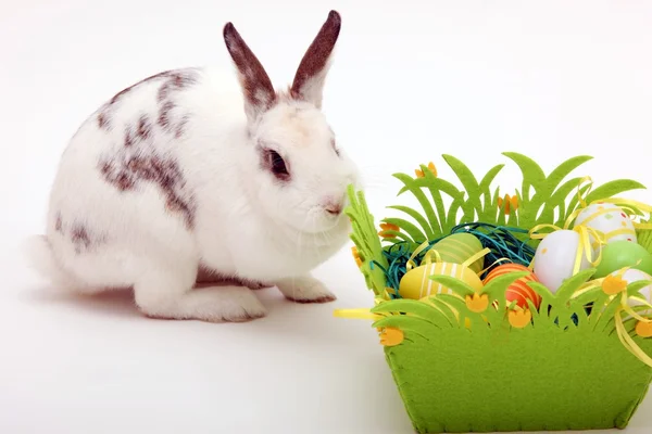 White bunny with Easter basket and eggs, on white background