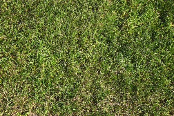 Groen gras — Stockfoto