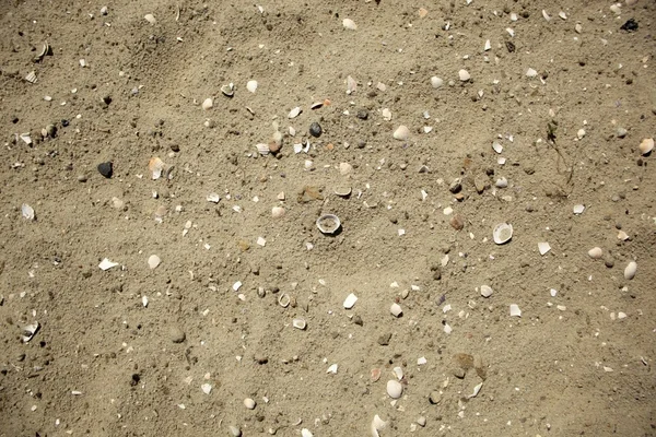 Zand met schelpen — Stockfoto