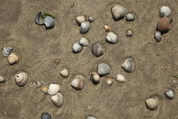 Coquillages sur le sable — Photo