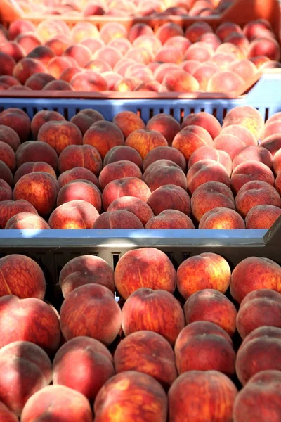 Fresh ripe peaches in the box ready for sale — Stock Photo, Image